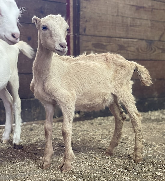 Goats For Sale